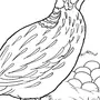 Птица капалуха как нарисовать