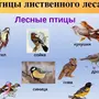 Лесные птицы россии с названиями