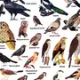 Лесные птицы россии с названиями