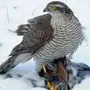 Хищные птицы приморского края с названиями
