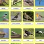 Перелетные птицы с названиями для детей