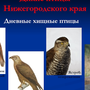 Хищные Птицы Урала