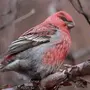 Зимующие Птицы Хабаровского Края