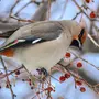 Зимующие птицы хабаровского края