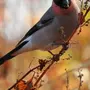 Зимующие птицы хабаровского края