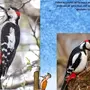 Птицы Красноярского Края С Названиями Зимующие