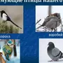 Зимующие птицы чувашии