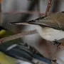 Зимующие Птицы Чувашии