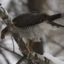 Зимующие птицы чувашии