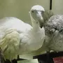 Птица додо настоящие