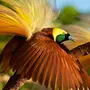 Райские птицы красивые