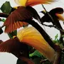 Райские Птицы Красивые