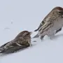Чечетка Птица Зимой