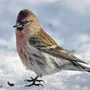 Чечетка птица зимой