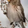 Чечетка птица зимой