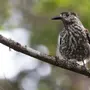 Птицы сахалина