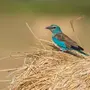 Птицы Астраханской Области