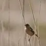 Птицы астраханской области