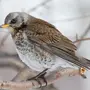 Птицы зимой с названиями