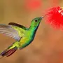 Фотки птица колибри