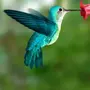 Фотки птица колибри
