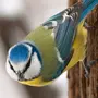 Синица птица