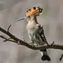Птица с хохолком