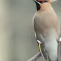 Птица с хохолком