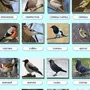 Птицы С Названиями