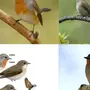 Птицы с названиями