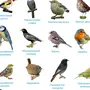 Птицы с названиями