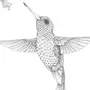 Рисунок птица колибри
