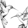 Рисунок Птица Колибри