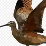 Рисунок птица кроншнеп