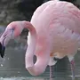Птица фламинго