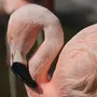 Птица Фламинго