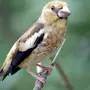 Дубонос птица