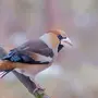 Дубонос птица