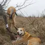 Охотничьи собаки