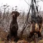 Охотничьи Собаки