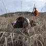 Охотничьи Собаки