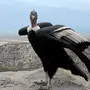 Большая птица