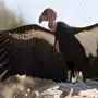 Большая птица