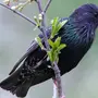 Скворцов птиц