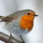 Картинки птица малиновка