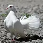 Белые птицы