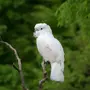 Белые Птицы