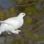 Белые Птицы