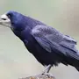 Грач птицы