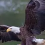 Картинки птица орлан